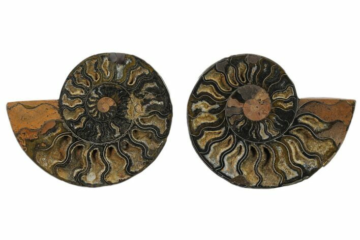 Cut/Polished Ammonite Fossil - Unusual Black Color #132534